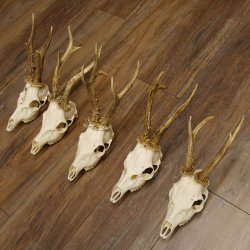 5 Stück Rehgeweihe Reh Bock Geweihe Geweih 12.149