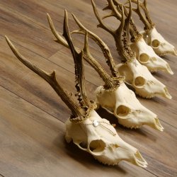 5 Stück Rehgeweihe Reh Bock Geweihe Geweih 12.149