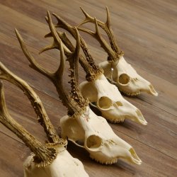 5 Stück Rehgeweihe Reh Bock Geweihe Geweih 12.149