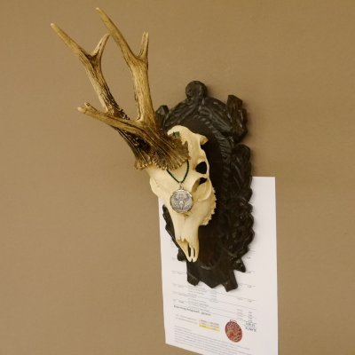 Rehgeweih Medaillenklasse Bronze 465 g CIC 108,55 IP HL bis 23,2 cm kapitaler Bock Reh Geweih Gehörn Schild