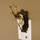 Rehgeweih Medaillenklasse Bronze 465 g CIC 108,55 IP HL...