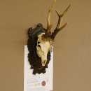 Rehgeweih Medaillenklasse Bronze 465 g CIC 108,55 IP HL bis 23,2 cm kapitaler Bock Reh Geweih Gehörn Schild