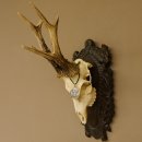 Rehgeweih Medaillenklasse Bronze 465 g CIC 108,55 IP HL bis 23,2 cm kapitaler Bock Reh Geweih Gehörn Schild