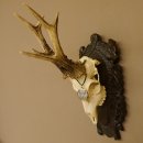 Rehgeweih Medaillenklasse Bronze 465 g CIC 108,55 IP HL bis 23,2 cm kapitaler Bock Reh Geweih Gehörn Schild