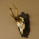 Rehgeweih Medaillenklasse Bronze 465 g CIC 108,55 IP HL bis 23,2 cm kapitaler Bock Reh Geweih Gehörn Schild