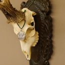 Rehgeweih Medaillenklasse Bronze 465 g CIC 108,55 IP HL bis 23,2 cm kapitaler Bock Reh Geweih Gehörn Schild