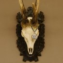 Rehgeweih Medaillenklasse Bronze 465 g CIC 108,55 IP HL bis 23,2 cm kapitaler Bock Reh Geweih Gehörn Schild