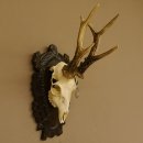 Rehgeweih Medaillenklasse Bronze 465 g CIC 108,55 IP HL bis 23,2 cm kapitaler Bock Reh Geweih Gehörn Schild