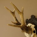 Rehgeweih Medaillenklasse Bronze 465 g CIC 108,55 IP HL bis 23,2 cm kapitaler Bock Reh Geweih Gehörn Schild