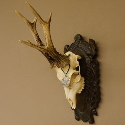 Rehgeweih Medaillenklasse Bronze 465 g CIC 108,55 IP HL bis 23,2 cm kapitaler Bock Reh Geweih Gehörn Schild