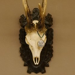 Rehgeweih Medaillenklasse Bronze 465 g CIC 108,55 IP HL bis 23,2 cm kapitaler Bock Reh Geweih Gehörn Schild