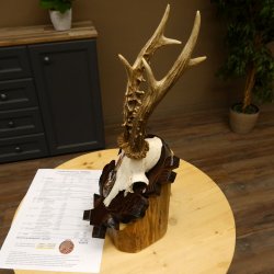 Rehgeweih Medaillenklasse Bronze 375 g CIC 111,8 IP HL bis 26,3 cm kapitaler Bock Reh Geweih Gehörn Schild