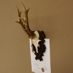 Rehgeweih Medaillenklasse Bronze 375 g CIC 111,8 IP HL bis 26,3 cm kapitaler Bock Reh Geweih Gehörn Schild