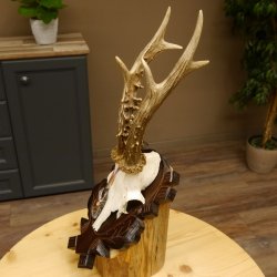 Rehgeweih Medaillenklasse Bronze 375 g CIC 111,8 IP HL bis 26,3 cm kapitaler Bock Reh Geweih Gehörn Schild