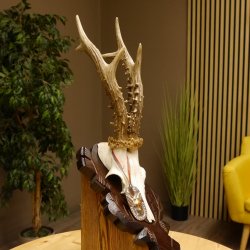 Rehgeweih Medaillenklasse Bronze 375 g CIC 111,8 IP HL bis 26,3 cm kapitaler Bock Reh Geweih Gehörn Schild