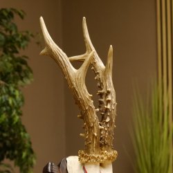 Rehgeweih Medaillenklasse Bronze 375 g CIC 111,8 IP HL bis 26,3 cm kapitaler Bock Reh Geweih Gehörn Schild