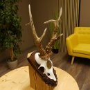 Rehgeweih Medaillenklasse Bronze 385 g CIC 113,63 IP HL...