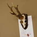 Rehgeweih Medaillenklasse Bronze 385 g CIC 113,63 IP HL bis 25,5 cm kapitaler Bock Reh Geweih Gehörn Schild