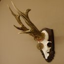 Rehgeweih Medaillenklasse Bronze 385 g CIC 113,63 IP HL bis 25,5 cm kapitaler Bock Reh Geweih Gehörn Schild