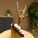 Rehgeweih Medaillenklasse Bronze 385 g CIC 113,63 IP HL bis 25,5 cm kapitaler Bock Reh Geweih Gehörn Schild