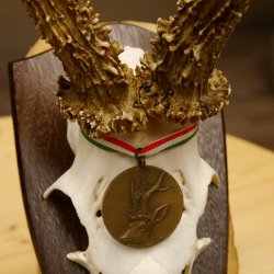 Rehgeweih Medaillenklasse Bronze 385 g CIC 113,63 IP HL bis 25,5 cm kapitaler Bock Reh Geweih Gehörn Schild