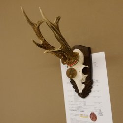 Rehgeweih Medaillenklasse Bronze 385 g CIC 113,63 IP HL bis 25,5 cm kapitaler Bock Reh Geweih Gehörn Schild