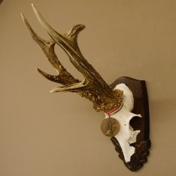 Rehgeweih Medaillenklasse Bronze 385 g CIC 113,63 IP HL bis 25,5 cm kapitaler Bock Reh Geweih Gehörn Schild