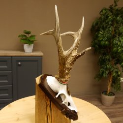 Rehgeweih Medaillenklasse Bronze 385 g CIC 113,63 IP HL bis 25,5 cm kapitaler Bock Reh Geweih Gehörn Schild