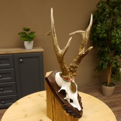 Rehgeweih Medaillenklasse Bronze 385 g CIC 113,63 IP HL bis 25,5 cm kapitaler Bock Reh Geweih Gehörn Schild