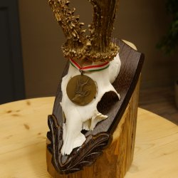 Rehgeweih Medaillenklasse Bronze 385 g CIC 113,63 IP HL bis 25,5 cm kapitaler Bock Reh Geweih Gehörn Schild