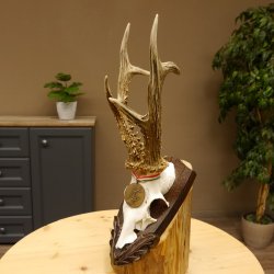 Rehgeweih Medaillenklasse Bronze 385 g CIC 113,63 IP HL bis 25,5 cm kapitaler Bock Reh Geweih Gehörn Schild