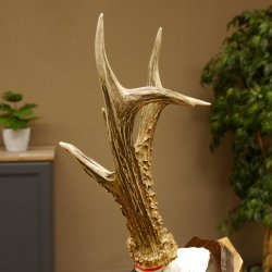 Rehgeweih Medaillenklasse Bronze 385 g CIC 113,63 IP HL bis 25,5 cm kapitaler Bock Reh Geweih Gehörn Schild