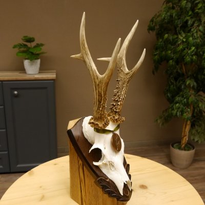 Rehgeweih Medaillenklasse Bronze 395 g CIC 113,95 IP HL bis 24,1 cm kapitaler Bock Reh Geweih Gehörn Schild