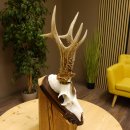 Rehgeweih Medaillenklasse Bronze 395 g CIC 113,95 IP HL bis 24,1 cm kapitaler Bock Reh Geweih Gehörn Schild