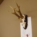 Rehgeweih Medaillenklasse Bronze 395 g CIC 113,95 IP HL bis 24,1 cm kapitaler Bock Reh Geweih Gehörn Schild