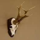 Rehgeweih Medaillenklasse Bronze 395 g CIC 113,95 IP HL bis 24,1 cm kapitaler Bock Reh Geweih Gehörn Schild