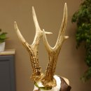 Rehgeweih Medaillenklasse Bronze 395 g CIC 113,95 IP HL bis 24,1 cm kapitaler Bock Reh Geweih Gehörn Schild