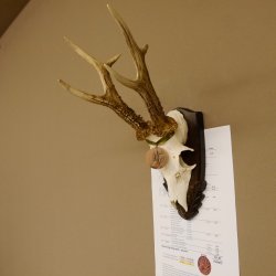 Rehgeweih Medaillenklasse Bronze 395 g CIC 113,95 IP HL bis 24,1 cm kapitaler Bock Reh Geweih Gehörn Schild