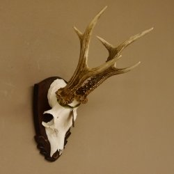 Rehgeweih Medaillenklasse Bronze 395 g CIC 113,95 IP HL bis 24,1 cm kapitaler Bock Reh Geweih Gehörn Schild