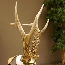 Rehgeweih Medaillenklasse Bronze 395 g CIC 113,95 IP HL bis 24,1 cm kapitaler Bock Reh Geweih Gehörn Schild