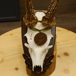 Rehgeweih Medaillenklasse Bronze 395 g CIC 113,95 IP HL bis 24,1 cm kapitaler Bock Reh Geweih Gehörn Schild