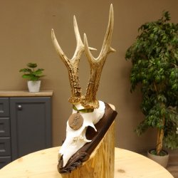 Rehgeweih Medaillenklasse Bronze 395 g CIC 113,95 IP HL bis 24,1 cm kapitaler Bock Reh Geweih Gehörn Schild