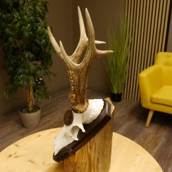 Rehgeweih Medaillenklasse Bronze 395 g CIC 113,95 IP HL bis 24,1 cm kapitaler Bock Reh Geweih Gehörn Schild