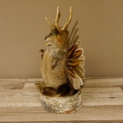 Wolpertinger Wolpi Bisam Präparat mit Stock Rehgeweih hellgrüne Augen Fabelwesen 86.4.137