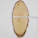 Birke Rothirsch AF 51 cm Hirsch Schild Trophäenschild Geweih Baumscheibe Baumschild Natur Holz modern