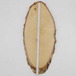 Birke Rothirsch AF 51 cm Hirsch Schild Trophäenschild Geweih Baumscheibe Baumschild Natur Holz modern