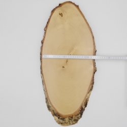 Birke Rothirsch AF 51 cm Hirsch Schild Trophäenschild Geweih Baumscheibe Baumschild Natur Holz modern