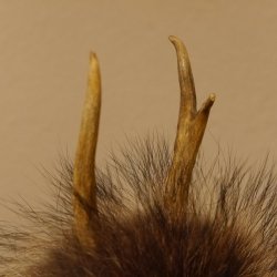 Wolpertinger Wolpi Präparat Mini auf Holz Edelweiss und helle Augen Höhe 24 cm 86.1.3.52