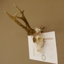 Rehgeweih Medaillenklasse Bronze 501 g CIC 110,54 IP HL bis 25 cm kapitaler Bock Reh Geweih Gehörn