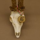 Rehgeweih Medaillenklasse Bronze 501 g CIC 110,54 IP HL bis 25 cm kapitaler Bock Reh Geweih Gehörn